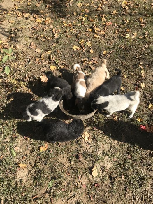 отдам даром добрие рука