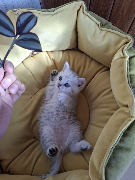 Серебристый шиншилл