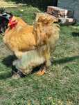 Gaini Cochinchina Urias si Brahma