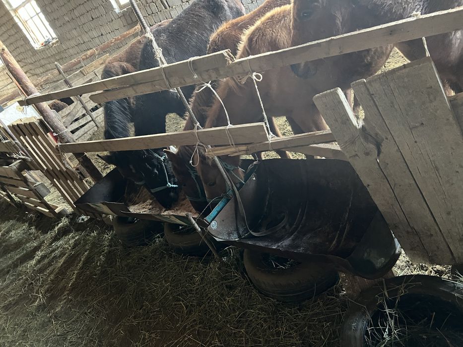 Жабагы лошадь ат