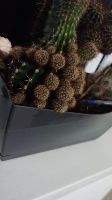 Кактусики и кактусы 3 разновидности собственной персоной