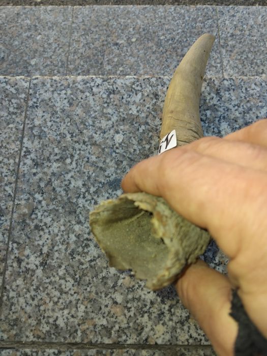 Рог от крава дължина 45сантиметра.