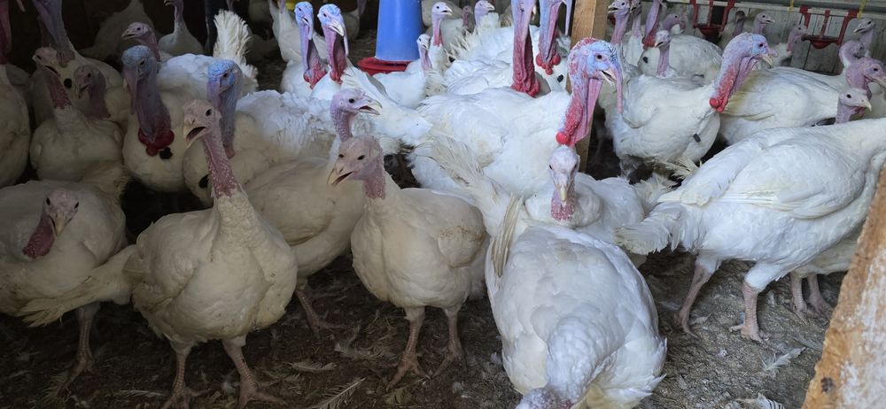 Vând curci/curcani la prețul de 30 lei/kg în viu și 35 lei / kg carcas