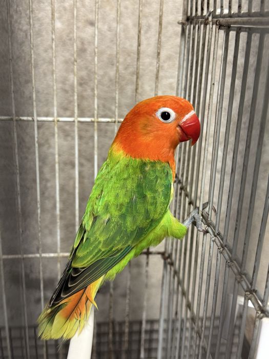 Papagali Agapornis (Amorezi)