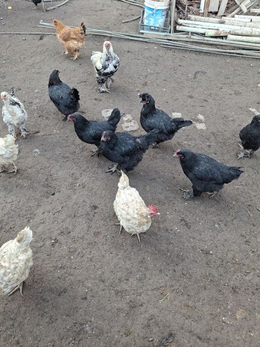 Damashniy tovula 10 11 12 oyli aralash soglom