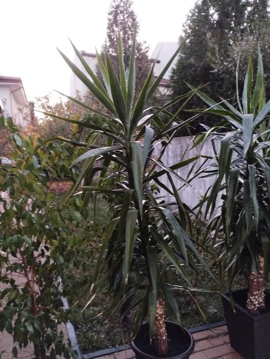 Yucca in ghiveci