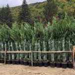 Plante ornamentale naturale tuia