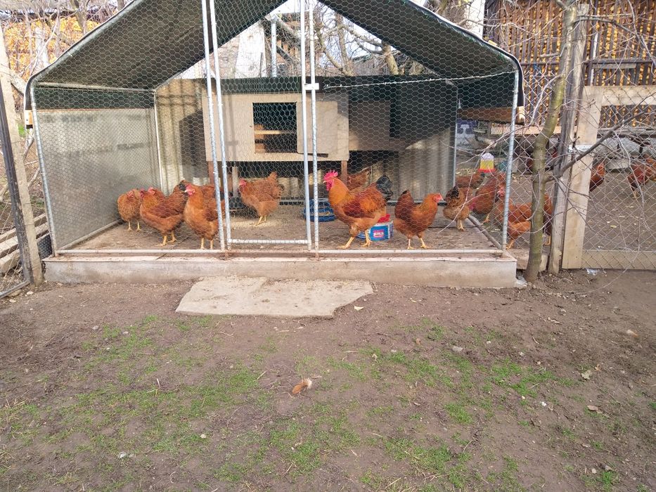 Gaini şi cocoşi de vănzare