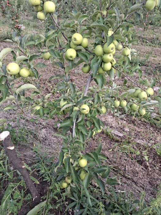 Vând mere Romanesti