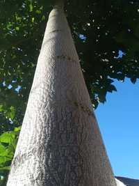 Paulownia Tomentosa și Clona Carpatica