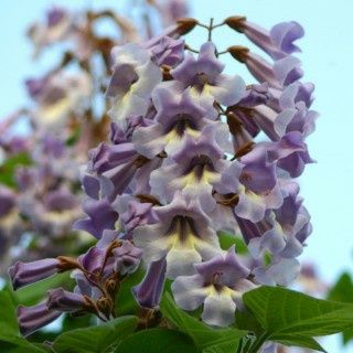 Paulownia Tomentosa (Arborele Printesei )