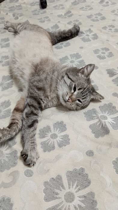 Отдам даром котика в добрые руки.