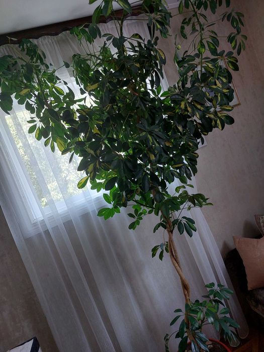 Продается растение Шеффлера(для офисов,кафе,просторных залов)