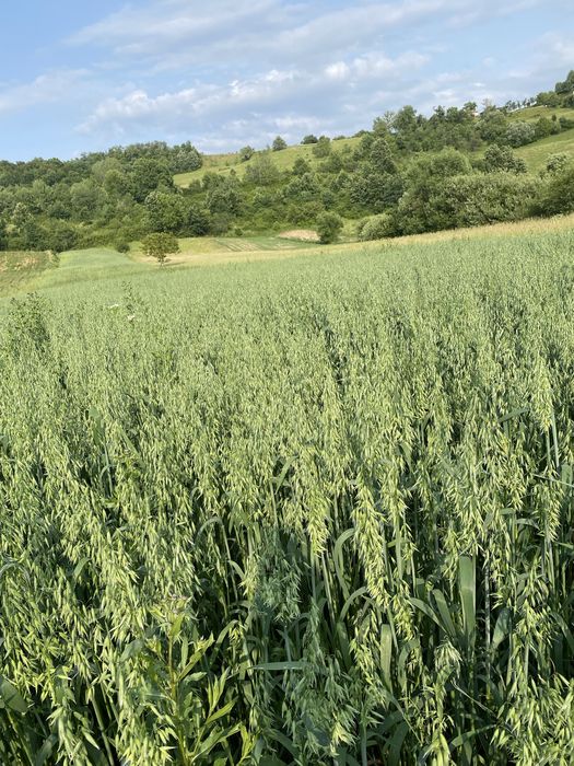 Vând ovăz C2 producție 2025 1,60 lei/kg!!