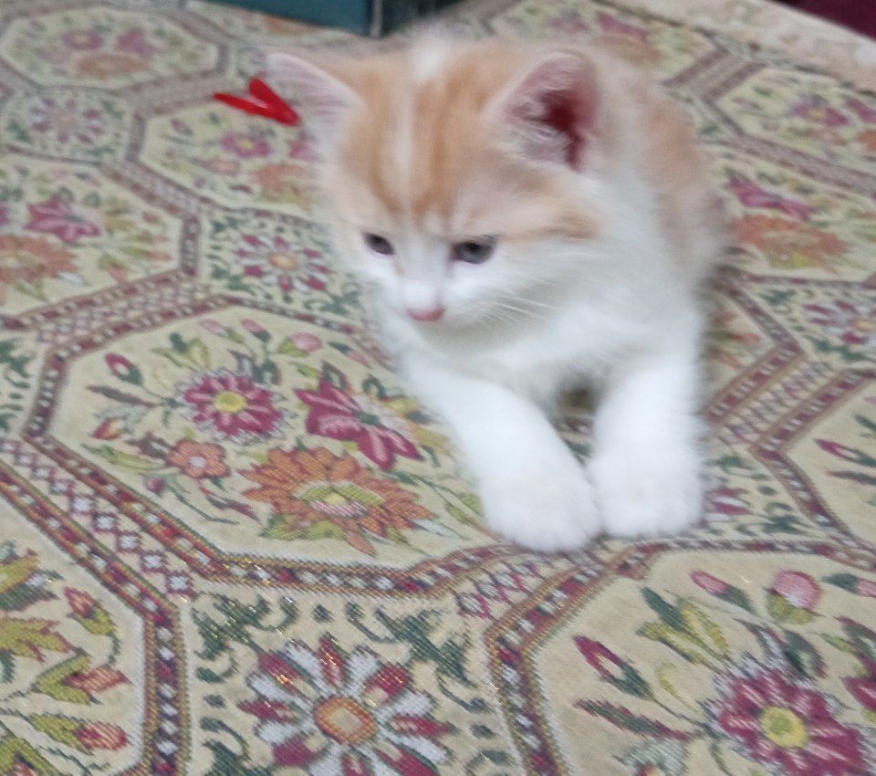 Продаётся котёнки