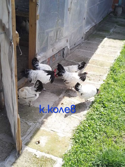 Продавам едно петле и две ярки Лакендфелдер