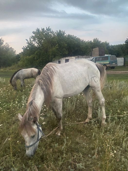 Продаеться лошадь