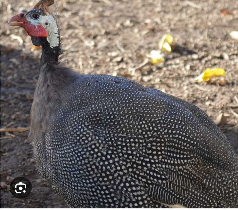 Rete. Bibilici si Gâște