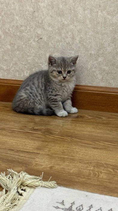 Scottish straight kittens (Шотландские котята)