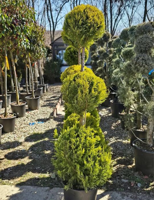 Plante ornamtale de diferite varietatii