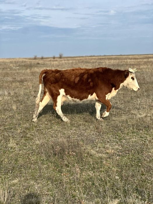 Сиырлар сатылады!! Күйі керемет!