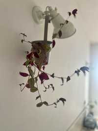 Plante de interior: Silver inch, Peace Lily, Flamingo, Snake plant