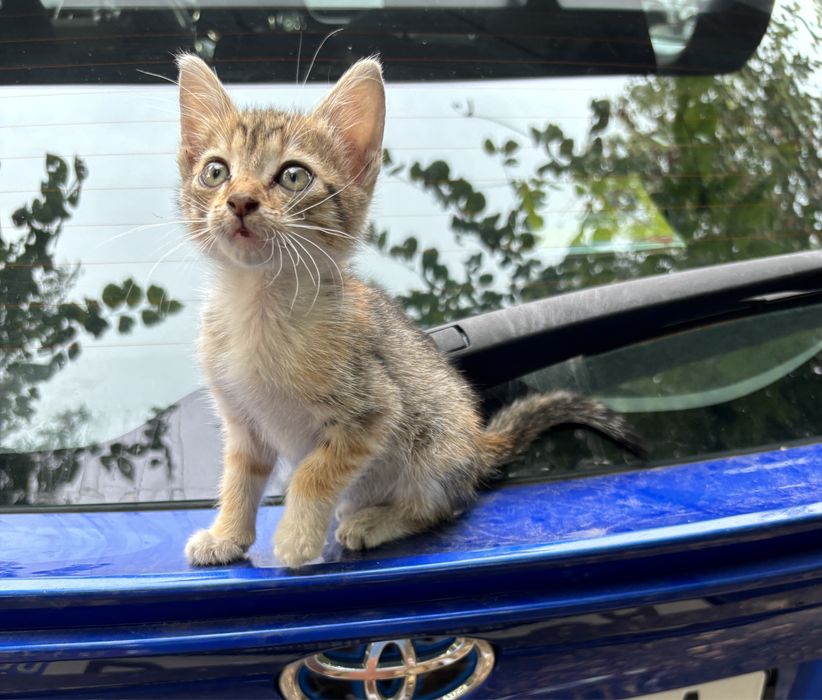 Donez pt adoptie pui pisica, o fetita cuminte si adorabila