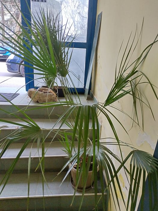 Красива екзотична палма над 1м