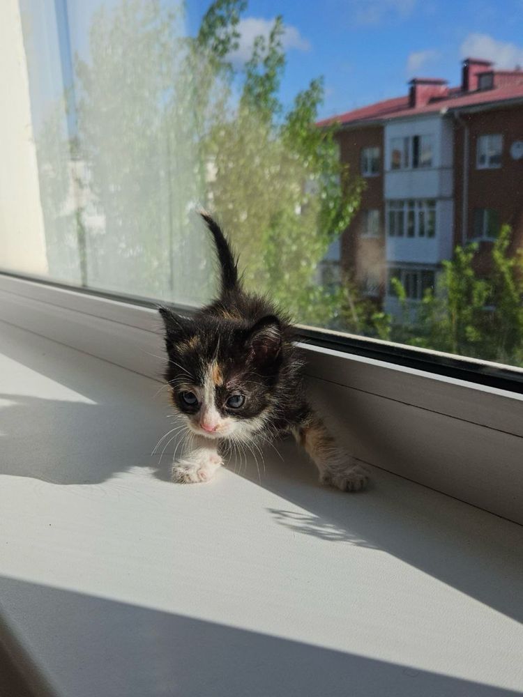 Отдам котенка в добрые руки