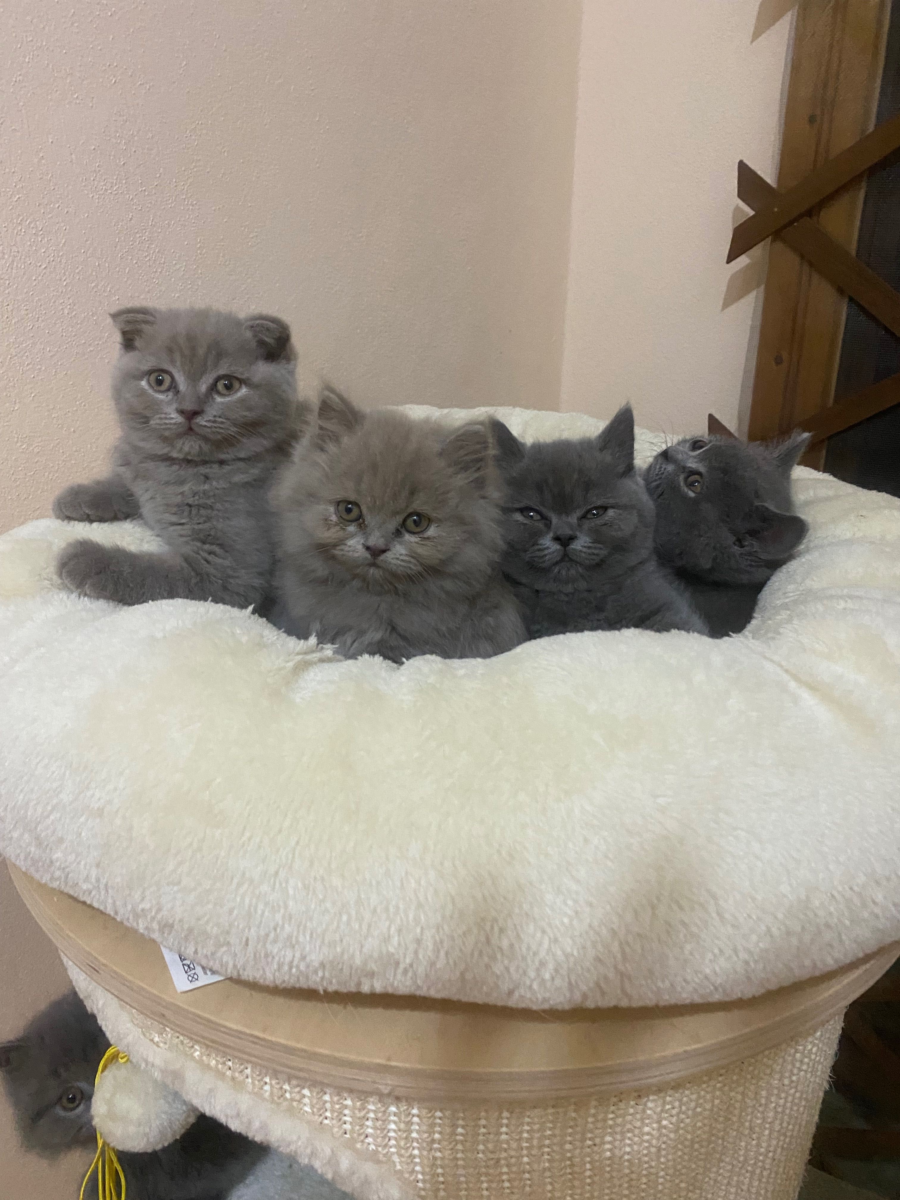 Чистокръвни шотландски котенца