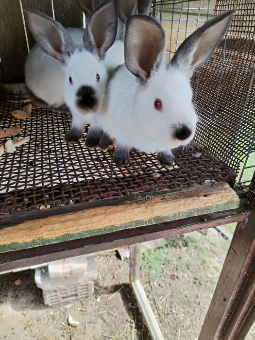 Vînd iepuraș din rasa californian