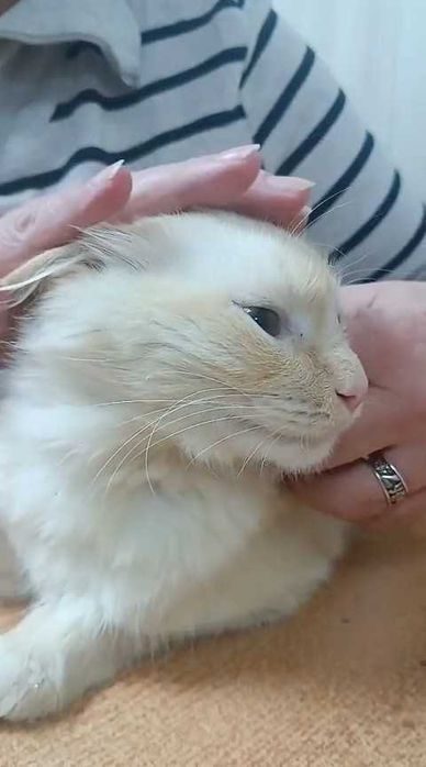 Ищем малышу дом!