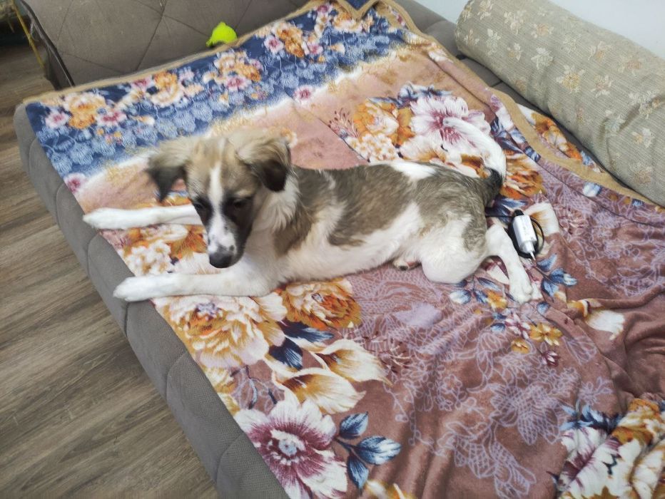 Отдадим собаку в добрые и хорошие руки.