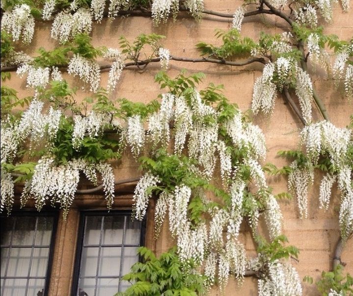 Glicină Wisteria Diferite culori