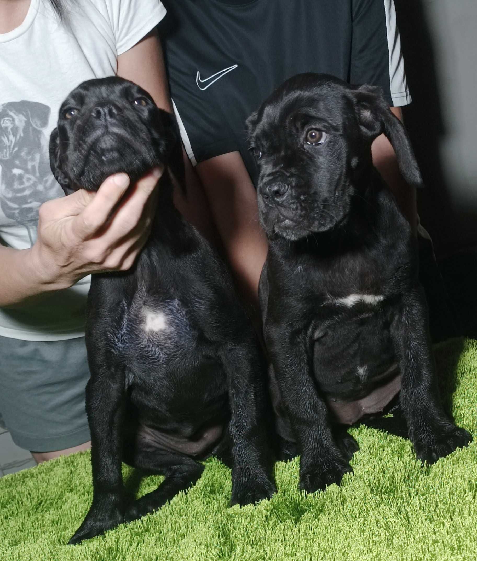 Кане Корсо Cane Korso