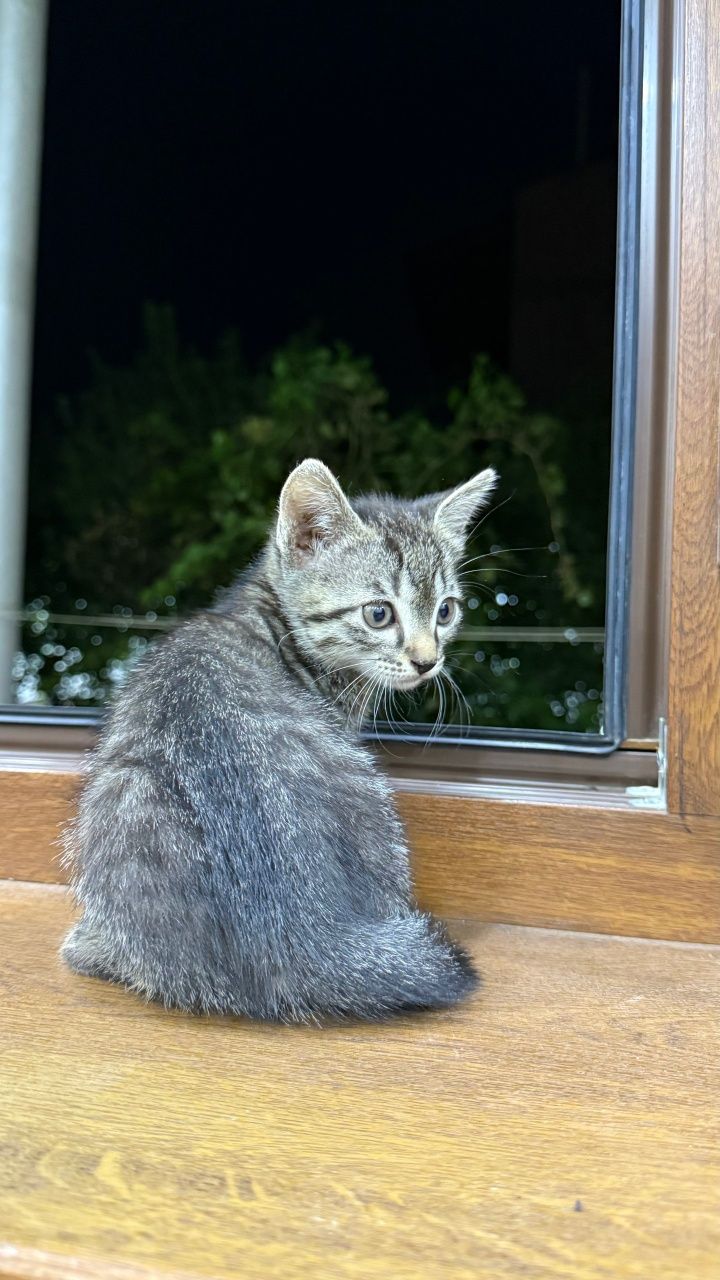 Котенок-mushukcha