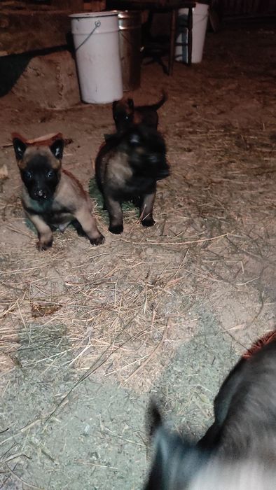 Donez pui Ciobanesc belgian malinois