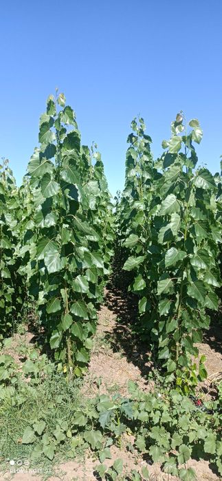 продава тополови фиданки