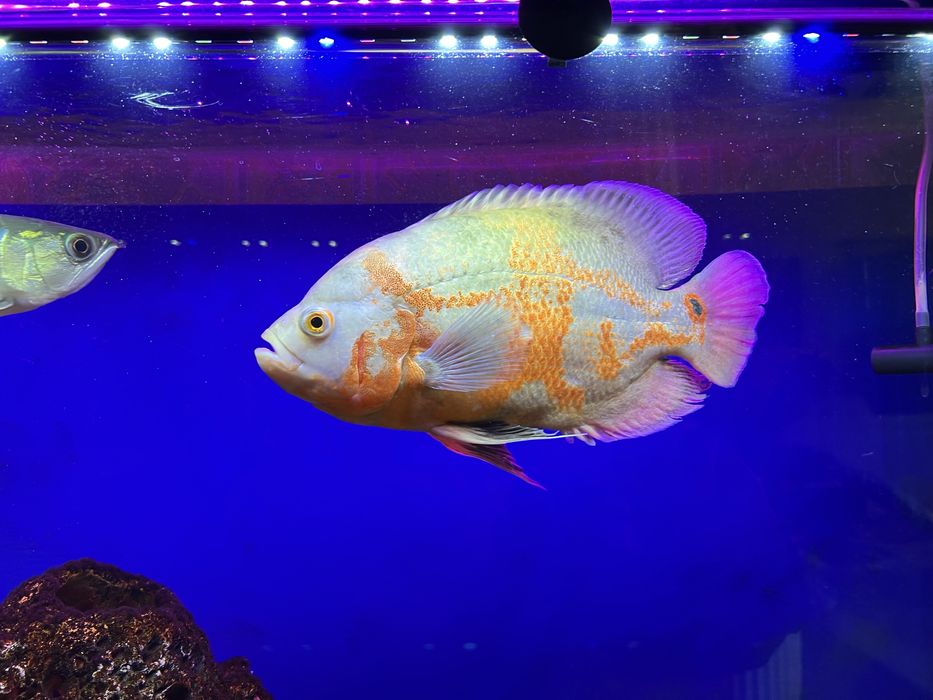 Рыба Астронатус серебренная арована