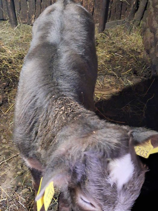 Vând viței albastru de Belgia