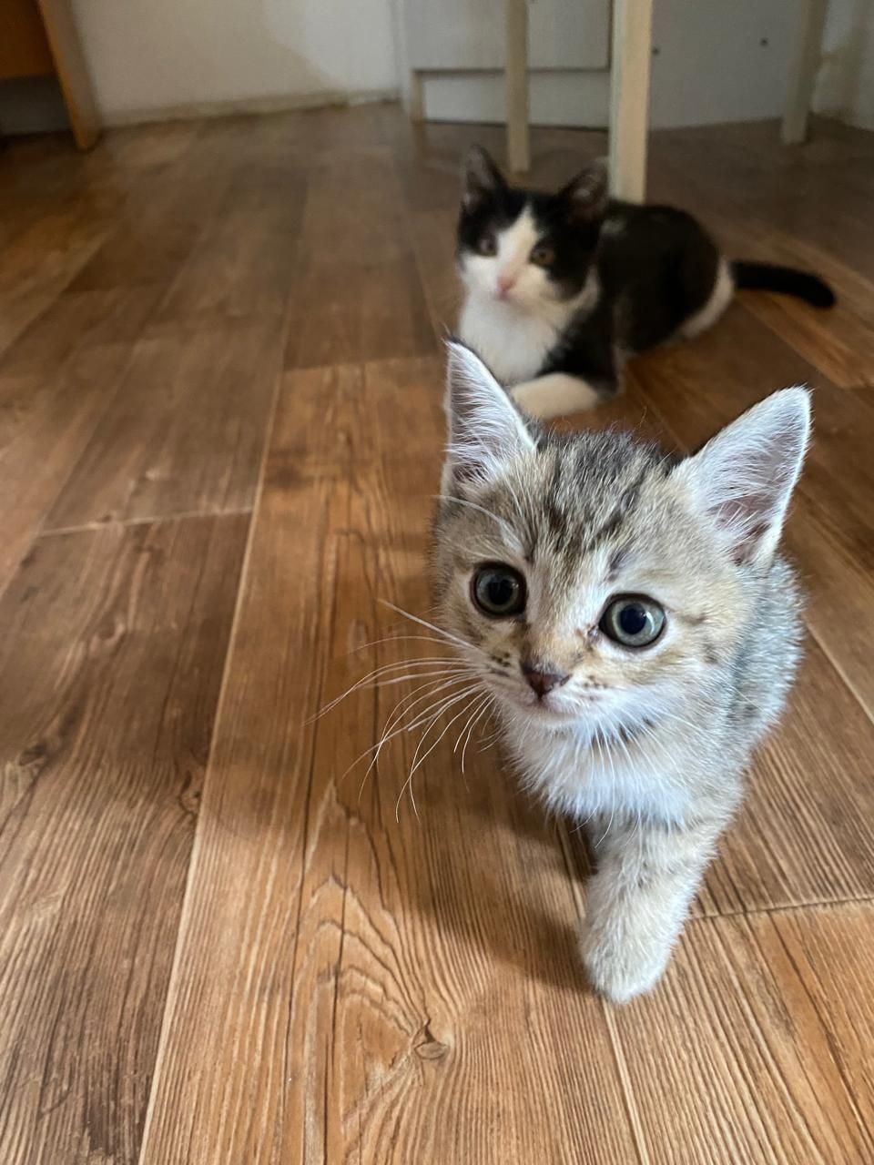 Котенок в добрые руки