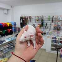 Крыса мальчик  альбинос