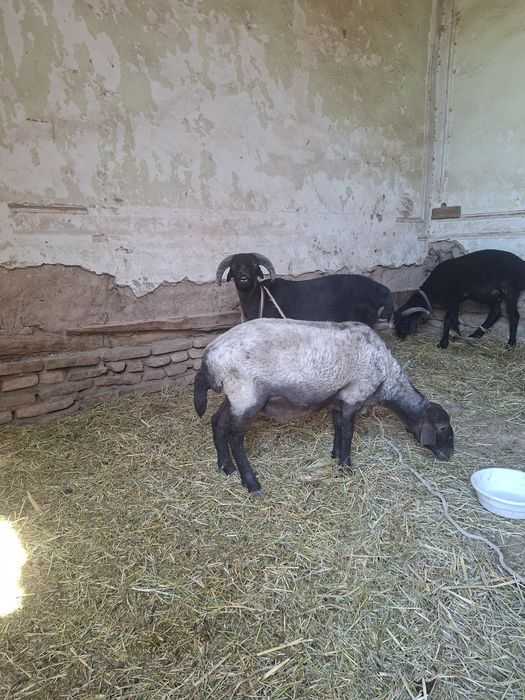 Кой козилар 4364