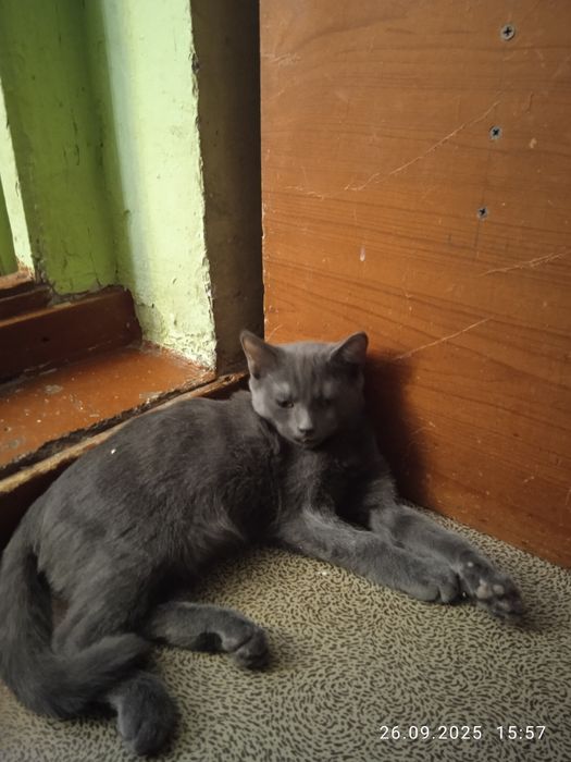Британцы лиловые !! Остался один котенок!!