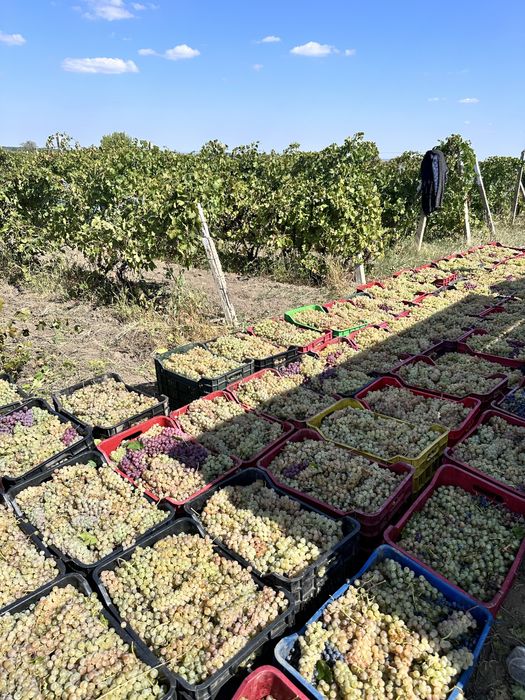 Struguri de vin