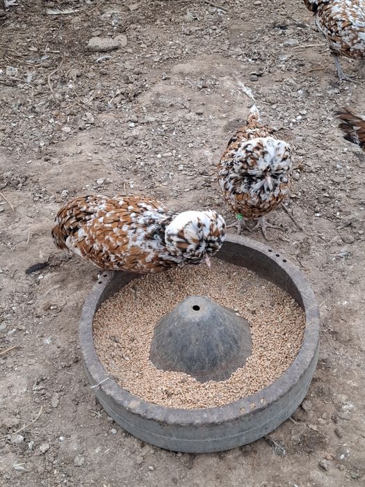 Vând familie găini Paduane porțelan 3+1