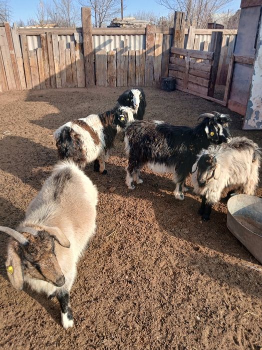 Продам коз пять голов