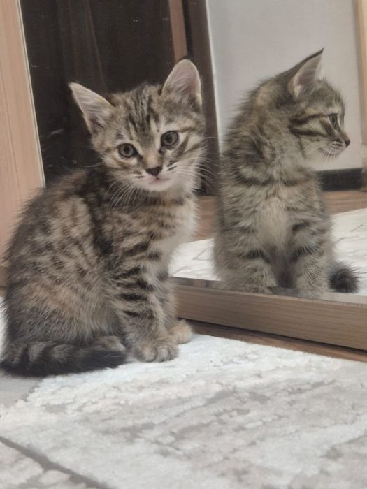 Котята, 1,5 месяца
