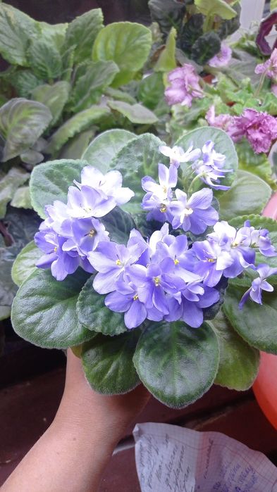 Fiyalka gullari  arzon narxlarda xarid qilishingiz mumkin