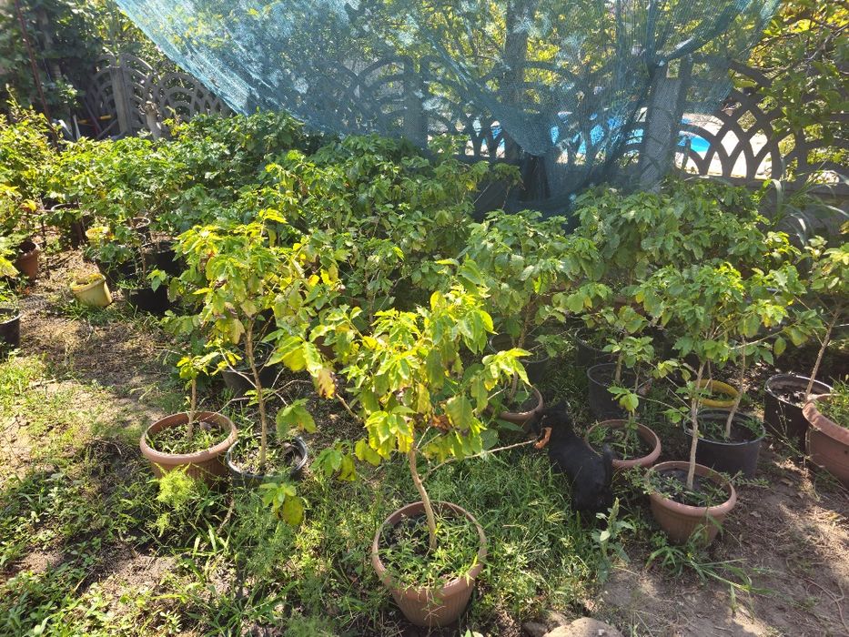 Arbori de cafea arabica